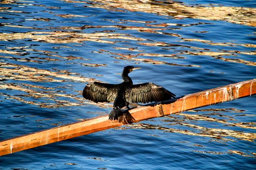 Beautiful Black cormorant sunbathing and resting on the banks of the Douro River in Oporto, Portugal