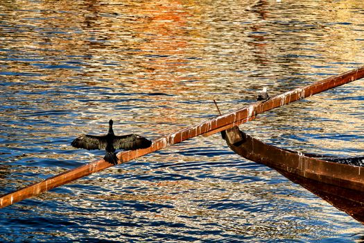 Beautiful Black cormorant sunbathing and resting on the banks of the Douro River in Oporto, Portugal