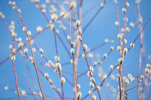 Fluffy branches of pussy willow blossomed in spring by Easter on the background of the blue sky, beautiful natural background