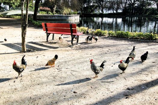 Chickens walking next to a Red bench looking at the pond in the Idyllic Crystal Palace Garden in Oporto, Portugal