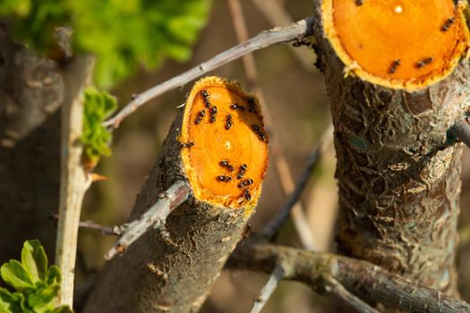 Ants sit on a cut of a tree with an orange cut.