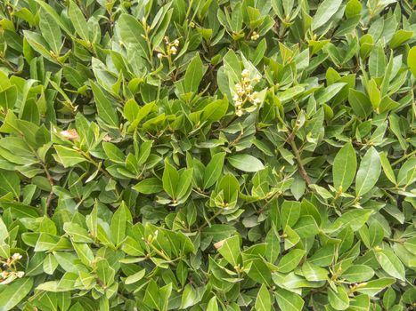 green bay leaf leaves close up as background. High quality photo