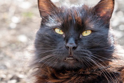 portrait of a black cat close-up with bokeh. High quality photo