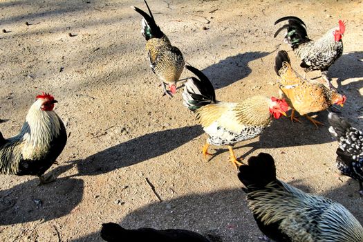 Roosters grazing outdoors in a Lisbon garden in winter