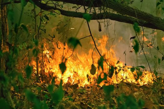 Amazon rain forest fire disaster is burning at a rate scientists have never seen before.