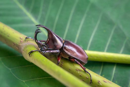 Siamese rhinoceros beetle or Fighting beetle