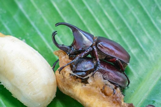 The Mating Season Of Rhinoceros Beetle on banana