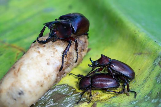 The Mating Season Of Rhinoceros Beetle on banana