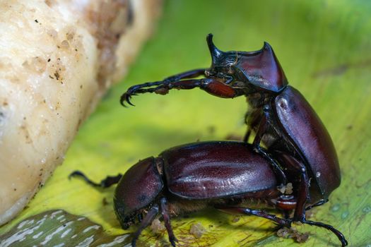 The Mating Season Of Rhinoceros Beetle on banana