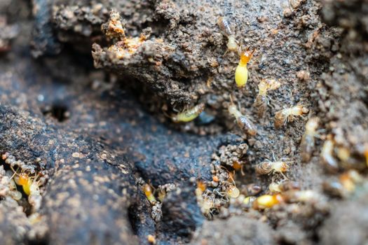 worker termites repairing nest that living in house area