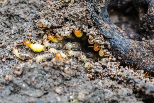 worker termites repairing nest that living in house area