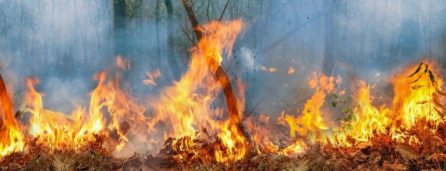 Amazon rain forest fire disaster is burning at a rate scientists have never seen before.