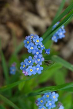 Myosotis alpestris - beautiful small blue flowers known as Forget Me Not