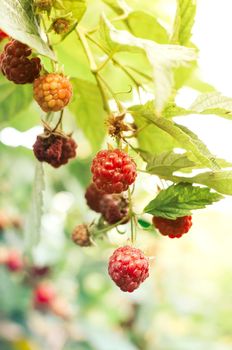 ripe red raspberries ripening on the bush. The berry bush is illuminated by the sun's rays. Close-up. Healthy eating and vegetarianism. Copy space.