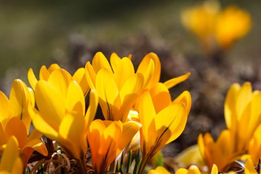 Spring in the garden. Blooming yellow crocus flowers on sunny day.