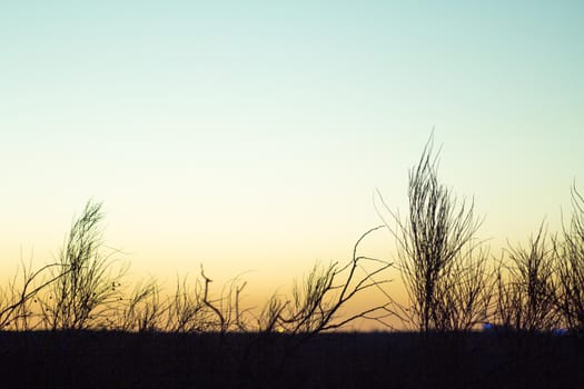 Sunset landscape with tree branches in silhouettes. Feeling of peace and tranquility