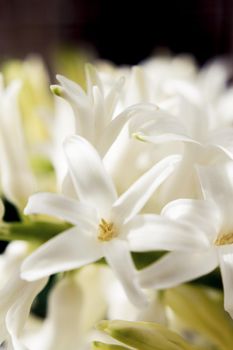 White hyacinth in full spring bloom. No people