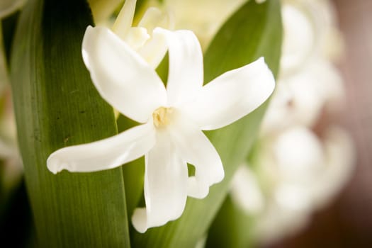 White hyacinth in full spring bloom. No people