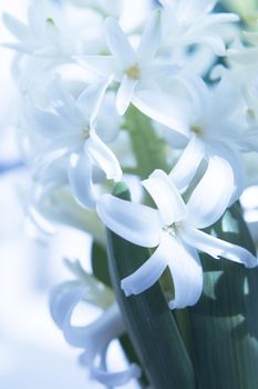 White hyacinth in full spring bloom. No people