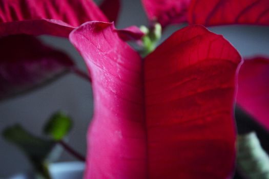 Poinsettia in red. No people. Copy space