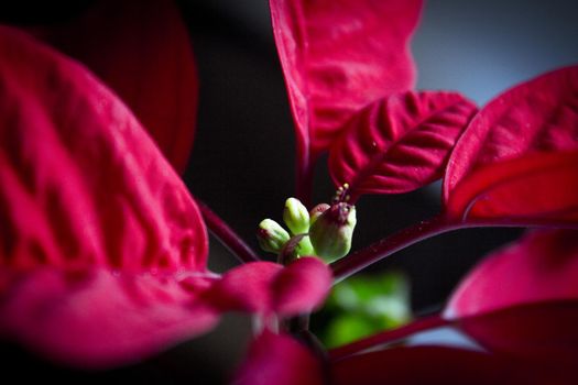 Poinsettia in red. No people. Copy space