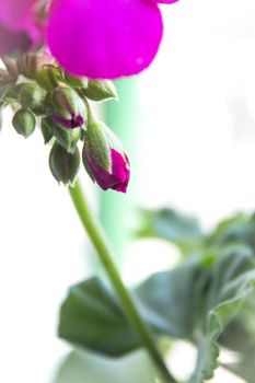 Geranium flower in pink with green leaves. No people