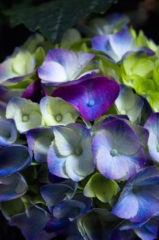 Hydrangea plant in full bloom. Pink and lilac color