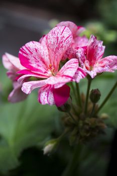 Geranium flower in white and pink colors. No people