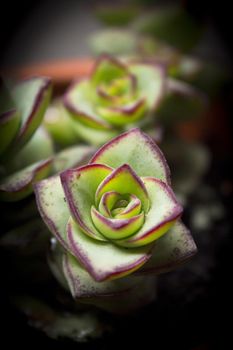 Succulent plant with rose shaped ramifications. Green an red color