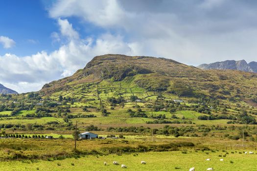 Panoramic landscape with mountains and sheeps,  Galway county, Ireland