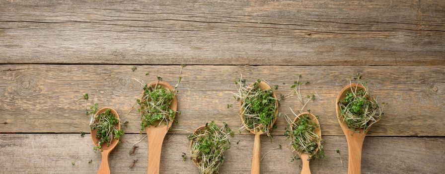 sprouted green sprouts of chia, arugula and mustard in a wooden spoon on a gray background from old boards, top view. Useful supplement for food containing vitamins C, E and K