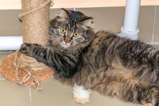Beautiful and fluffy, playful cat hugs a scratching post while lying on the floor
