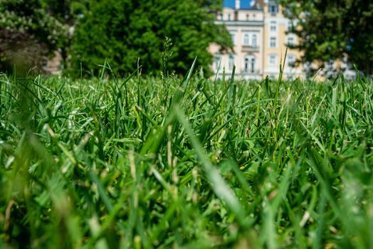 Close-up of green grass on spring or summer day in urban surroundings.