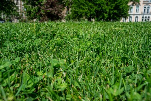 Close-up of green grass and clovers on spring or summer day in urban surroundings.