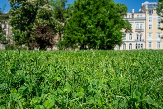 Close-up of green grass and clovers in spring or summer time in urban surroundings.
