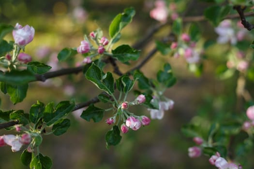 Selective focus, close up of cherry tree branch with blossoming pink flowers in the sunlight. Concept of spring and nature