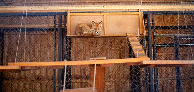 A wild red fox lies in a cage in the zoo. Lesa has a beautiful, warm and red fur. High quality photos
