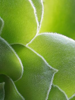 Spring green leaf close up. Leaf texture. Macro nature.