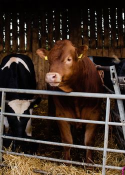 a red cow in the paddock on the farm