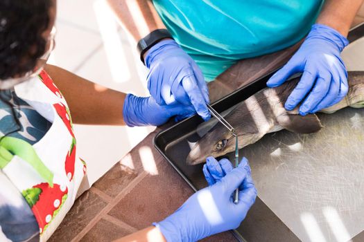 Mother and Teenager study and do shark dissection in homeschool project.