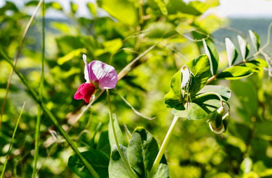 Beautiful red pea flower with pink petals in the meadow , pisum sativum plant