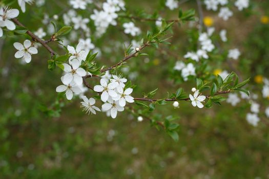 Selective focus, blossoming tree branch with white flowers. Concept of spring blossom, nature, park or home garden