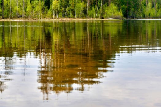 Pine trees on the shore of a forest lake against the background of a blue sky with clouds. Summer sunny day