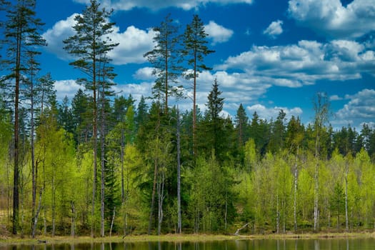 Pine trees on the shore of a forest lake against the background of a blue sky with clouds. Summer sunny day