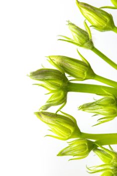 Unopened buds of zucchini pumpkin flowers on a white background. Excess buds of barren flowers are removed from plants for better fruiting