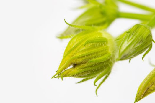 Unopened buds of zucchini pumpkin flowers on a white background. Excess buds of barren flowers are removed from plants for better fruiting