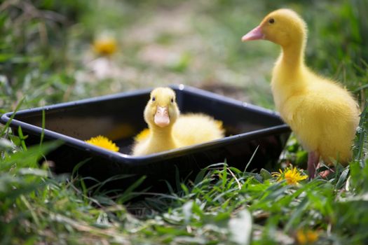 Two yellow ducklings on a background of green grass.