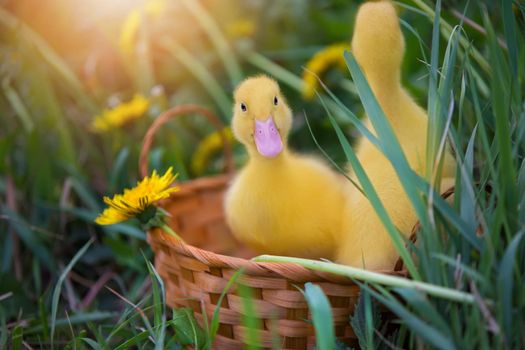 Two yellow ducklings on a background of green grass.
