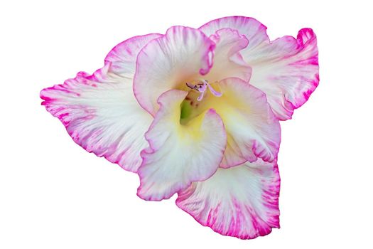 Beautiful pink gladiolus on a white background.