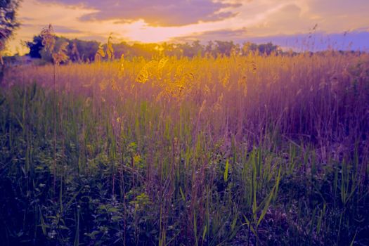 Beautiful landscape. Panorama Fantastic sunset on a summer meadow in purple-yellow tones. Evening nature.